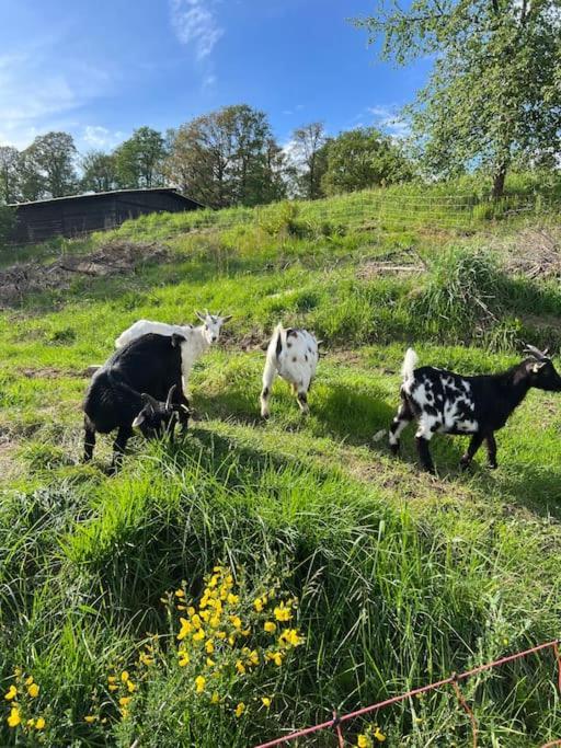 Bornhahn - Idylle Im Westerwald Katzwinkel  Esterno foto