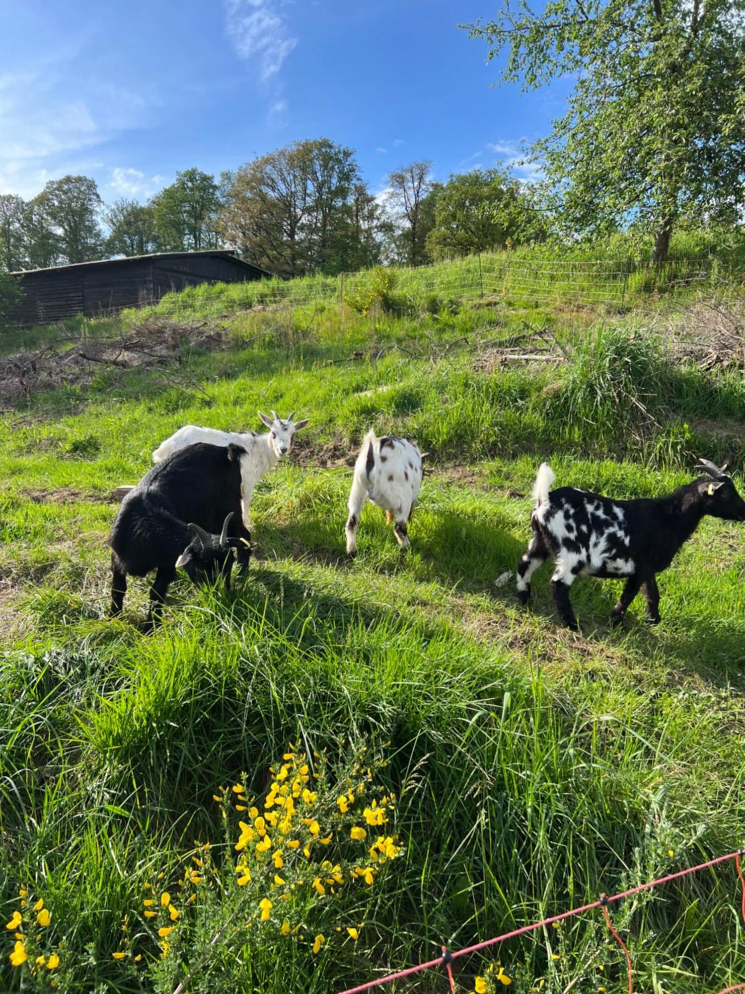 Bornhahn - Idylle Im Westerwald Katzwinkel  Esterno foto