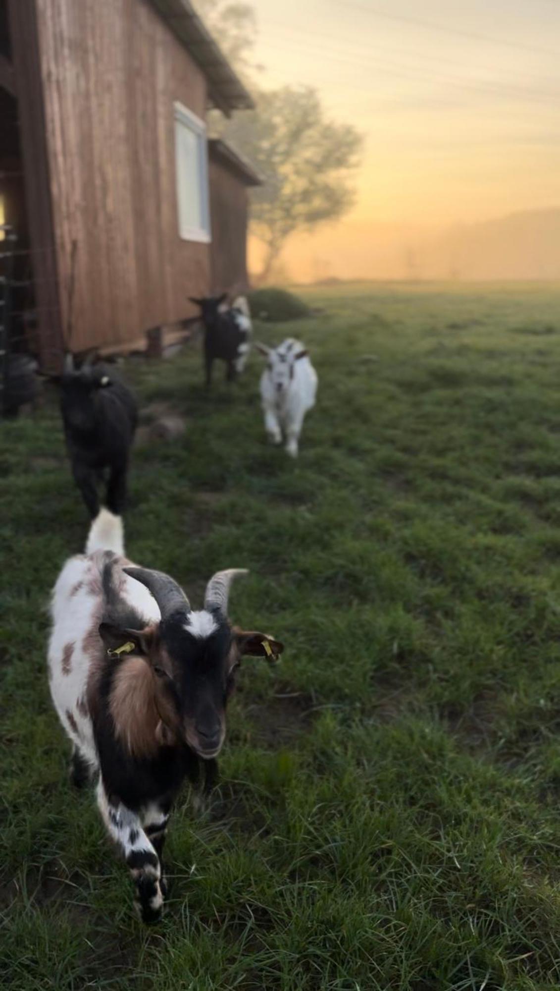 Bornhahn - Idylle Im Westerwald Katzwinkel  Esterno foto